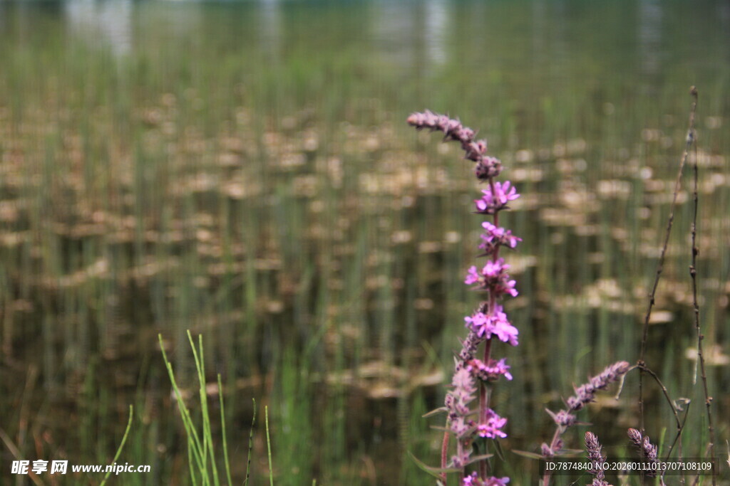 田野中绽放的紫色小花