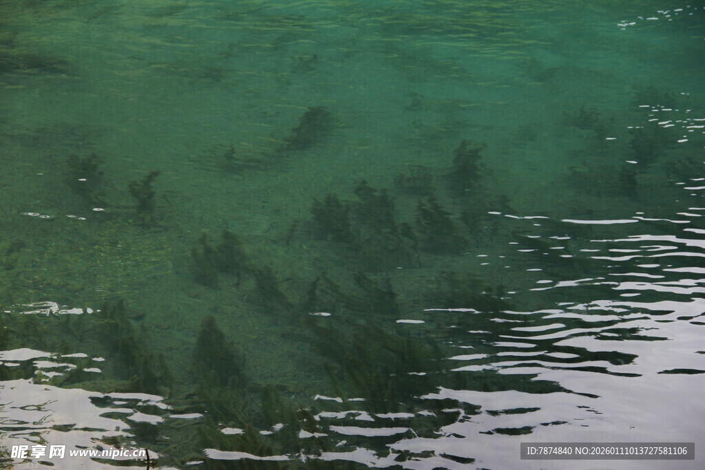 清澈水中游动的黑色鱼群