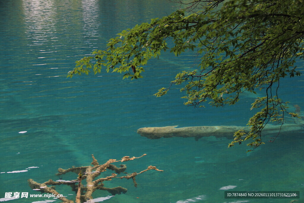清澈湖景中的枯木与枝叶