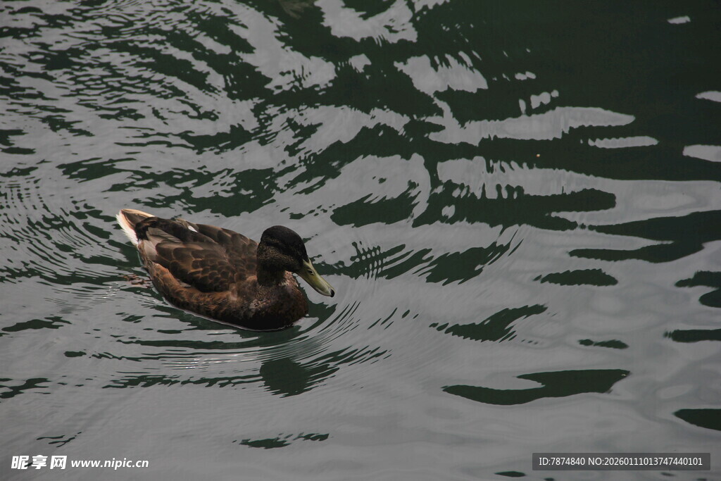 水中游弋的鸭子