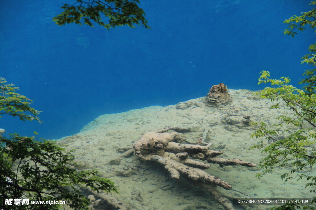 海底景象中的奇特生物