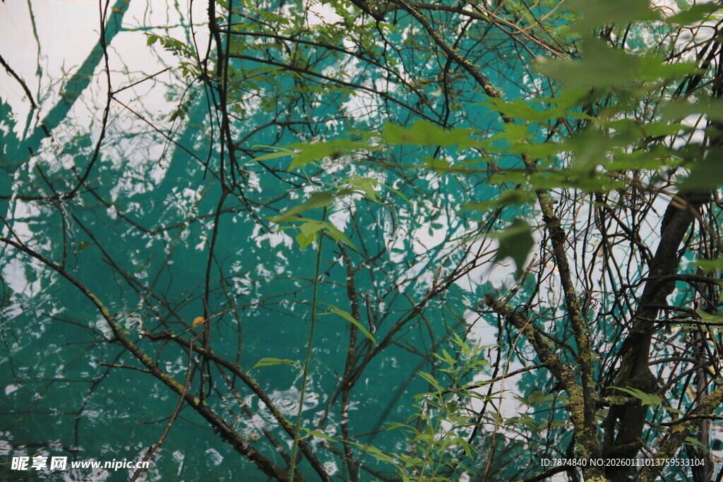 翠绿枝叶间的朦胧绿网