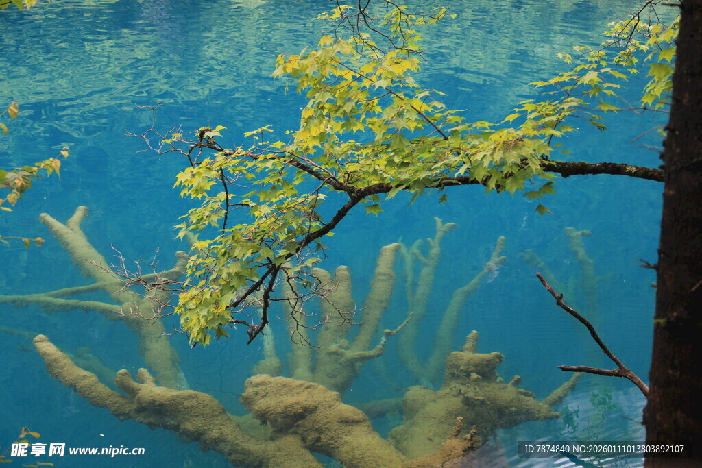 水下枯木与金黄枝叶景观
