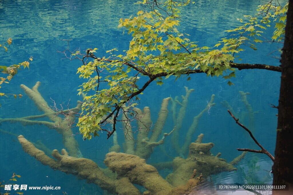 水下枯木与嫩绿枝叶景观