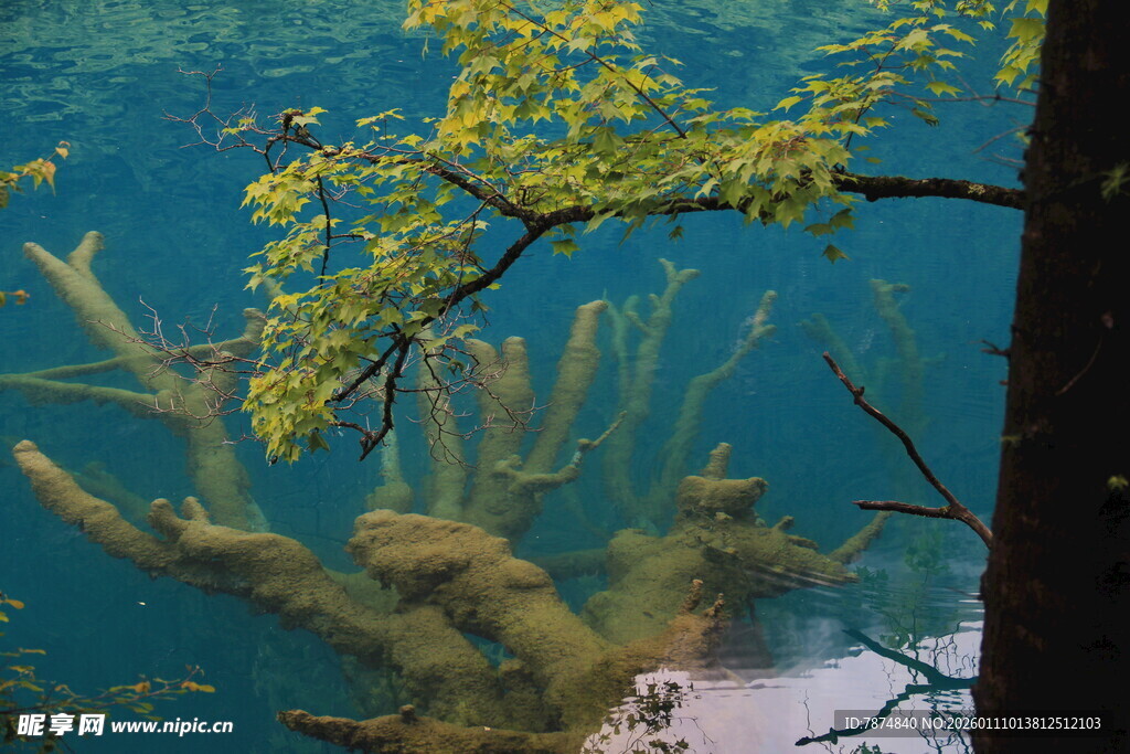 水下枯木与金黄枝叶景观