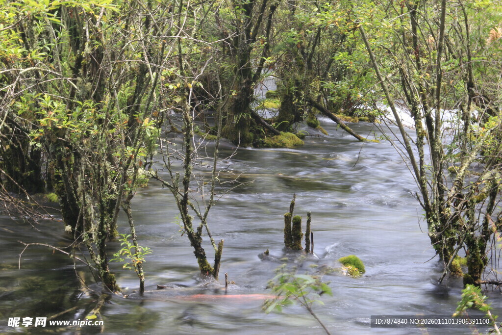 湿地中的繁茂水生植物