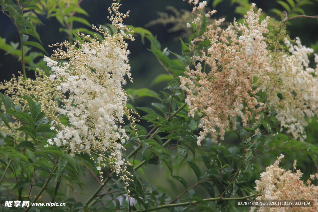 盛开的白色系繁茂花卉