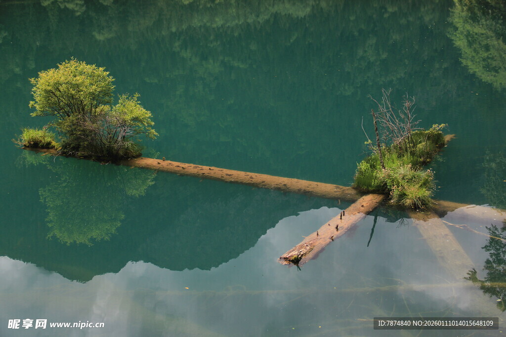 水上浮木与绿植的静谧景象