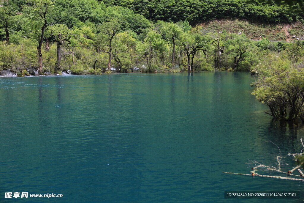 碧绿湖水边的自然景致