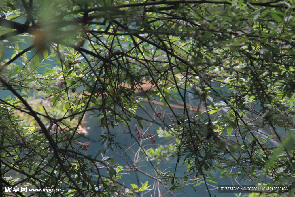 透过枝叶望远处景色