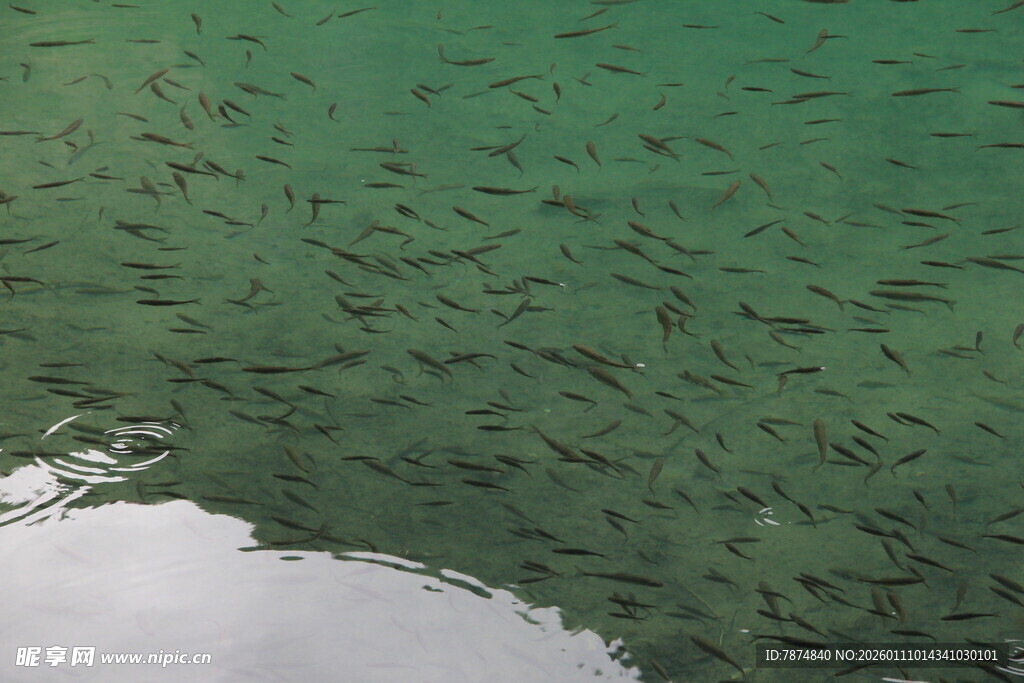 清澈湖水中的密集鱼群