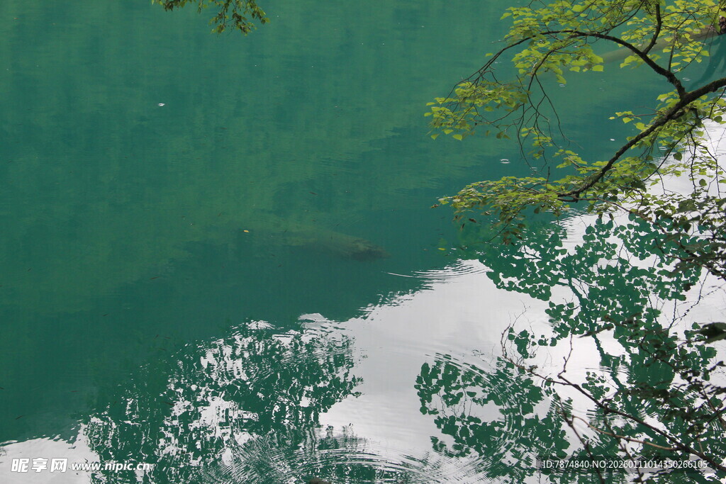 青山绿水间的葱郁树梢