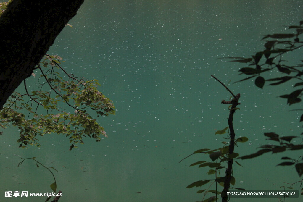 湖畔树枝与朦胧湖水景致