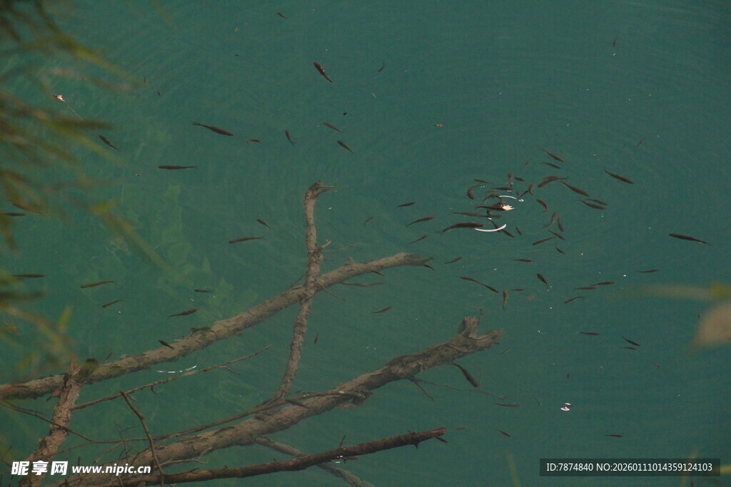 水下树枝旁的游动小鱼