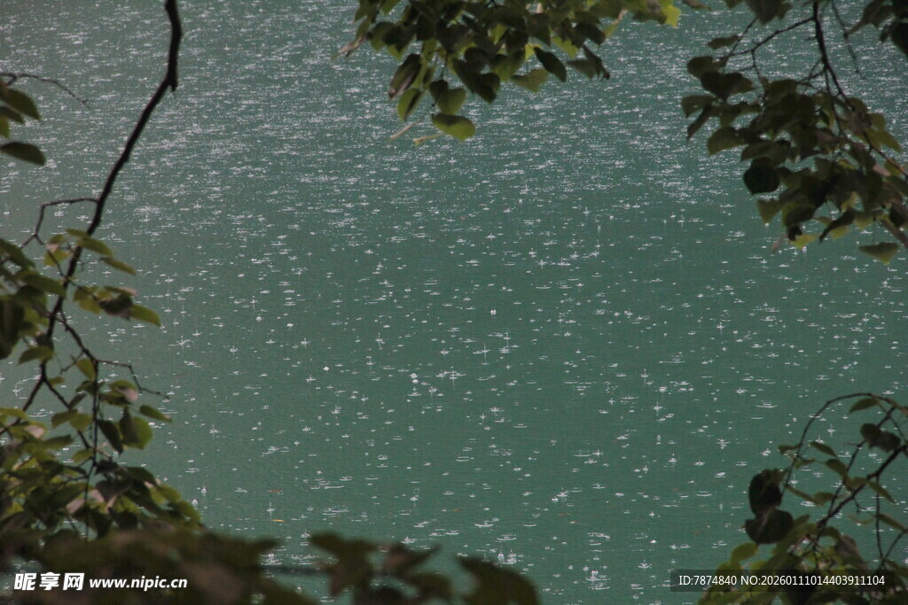 透过枝叶看碧绿湖水