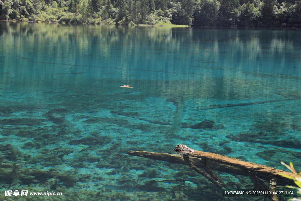 清澈蓝湖中的漂浮枯木