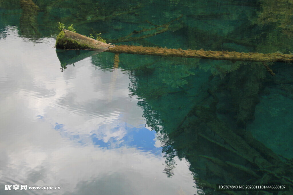 清澈湖水中的漂浮枯木