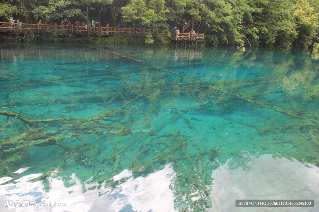 清澈碧绿的幽美水下世界