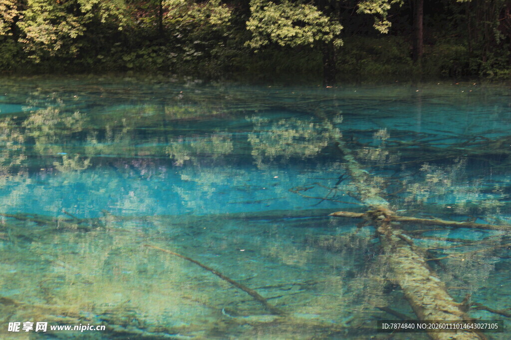 清澈湖水下的枯木与光影