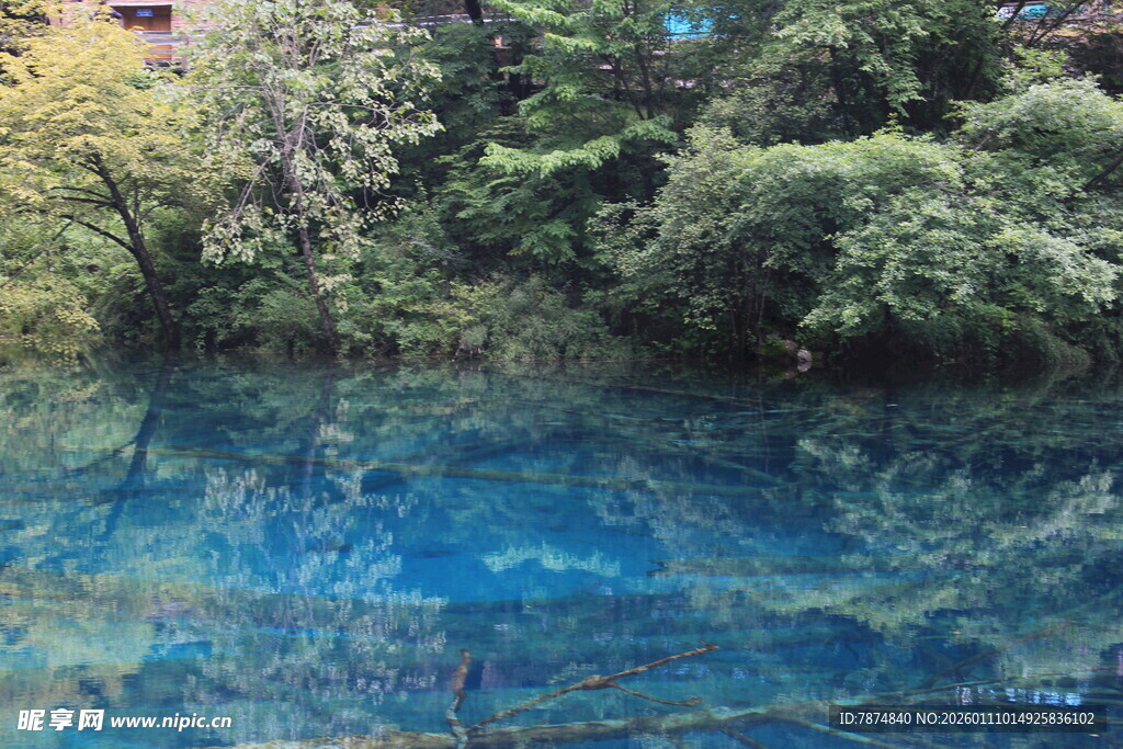 清澈蓝水旁的葱郁植被