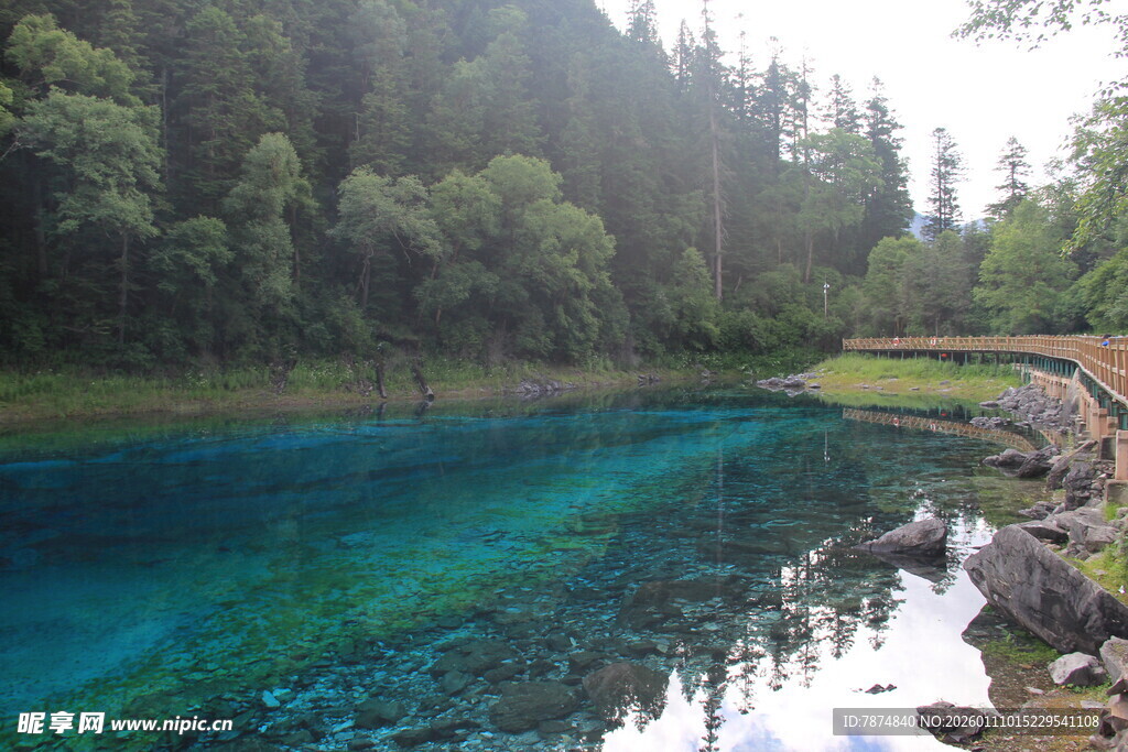 清澈蓝湖旁的森林美景