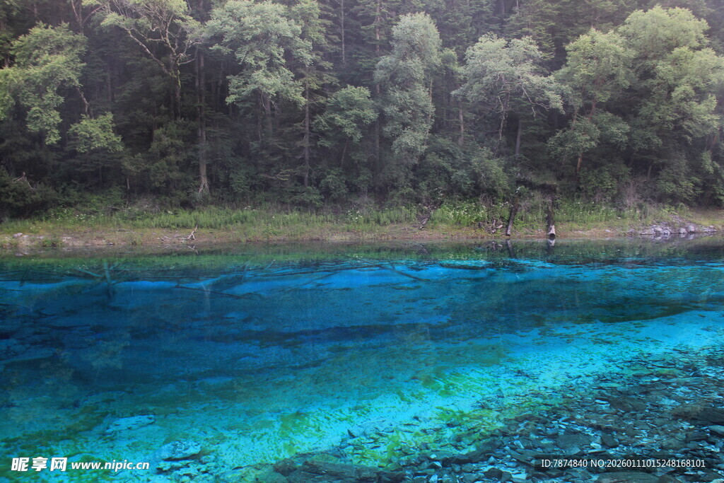 清澈蓝湖旁的葱郁树林