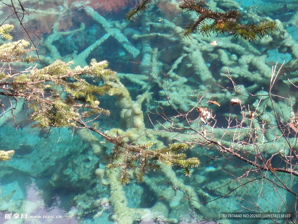 翠绿枝叶上的黄色小花