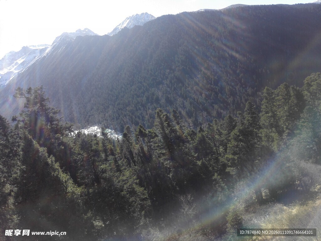 山林间的阳光与茂密树林