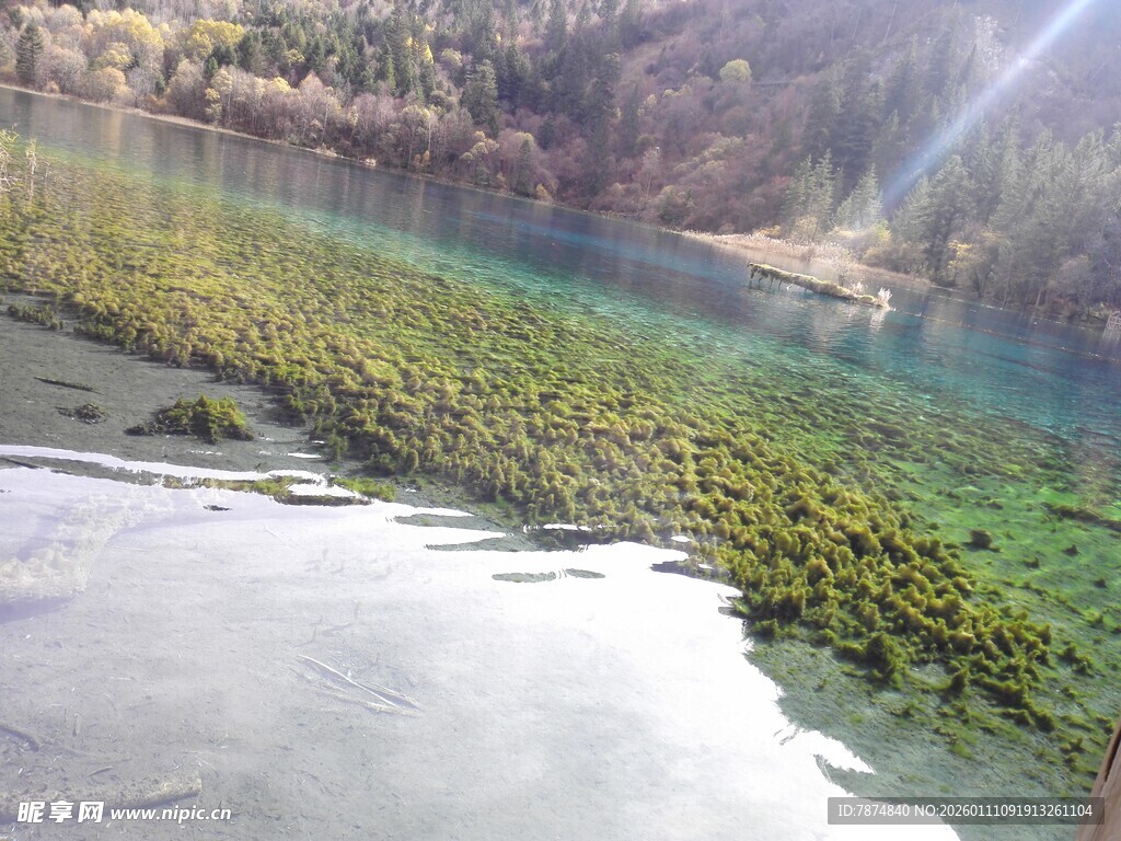 清澈河底的绿色水草景观