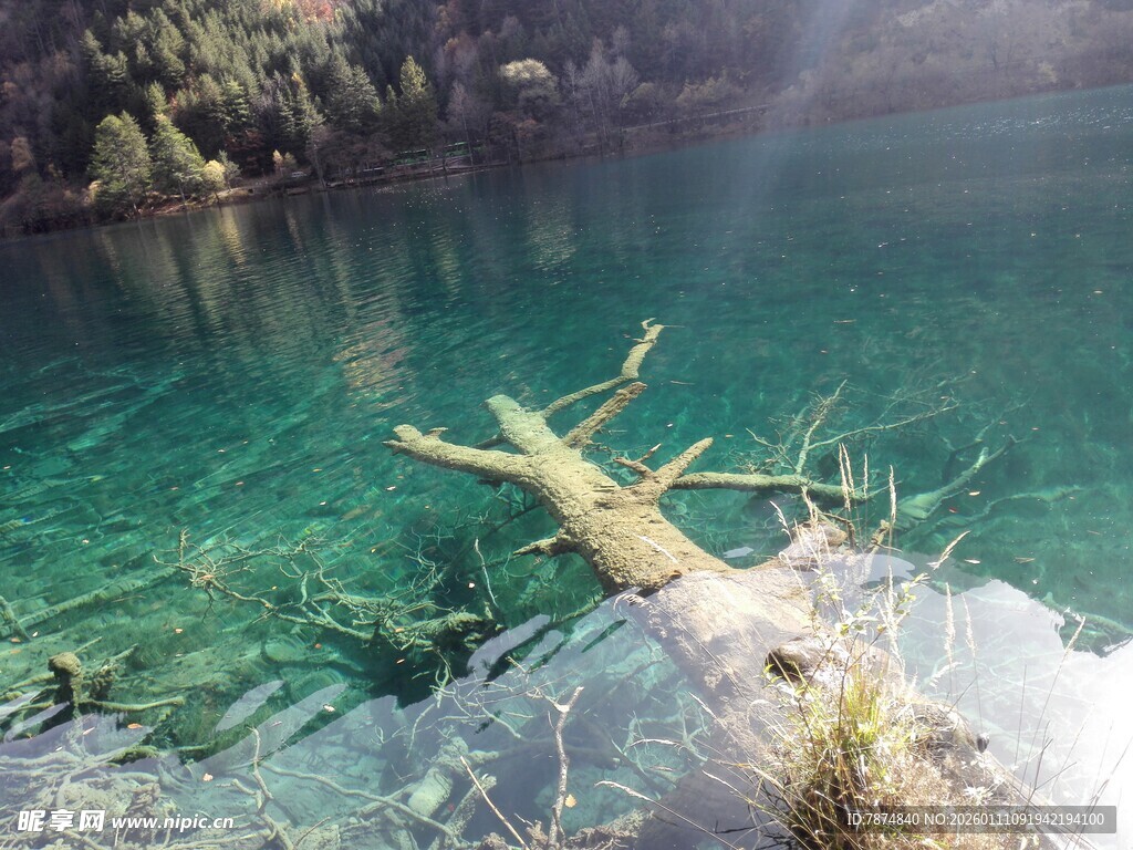 清澈湖水中的枯木景观