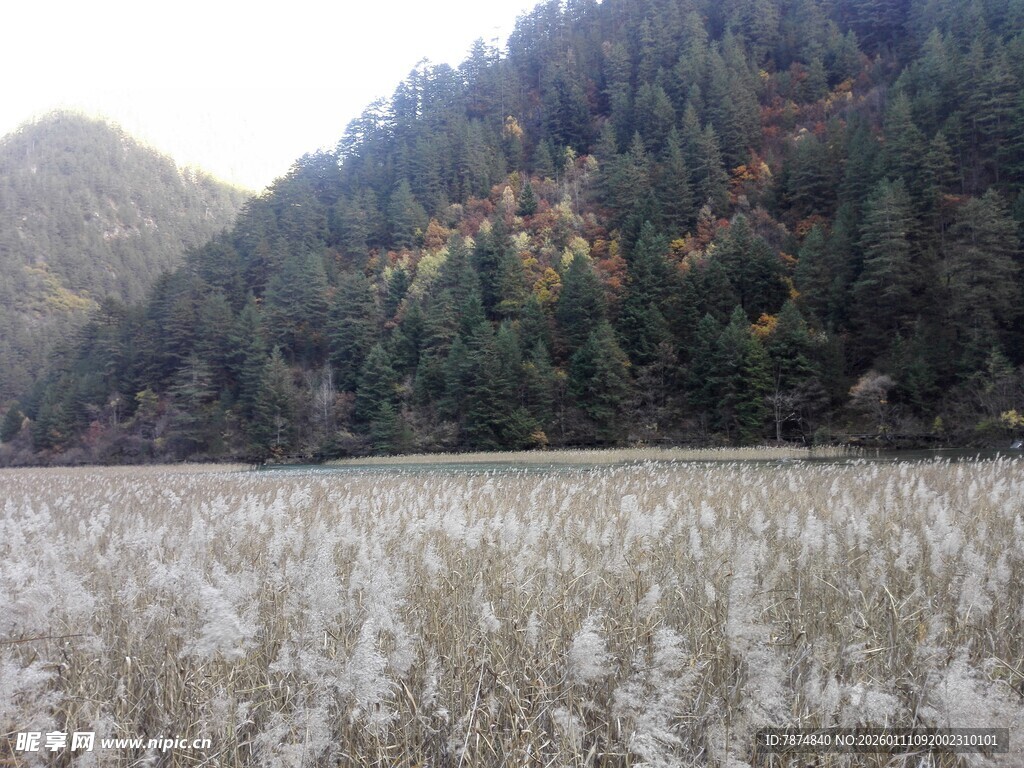 山间开阔草地与葱郁山林