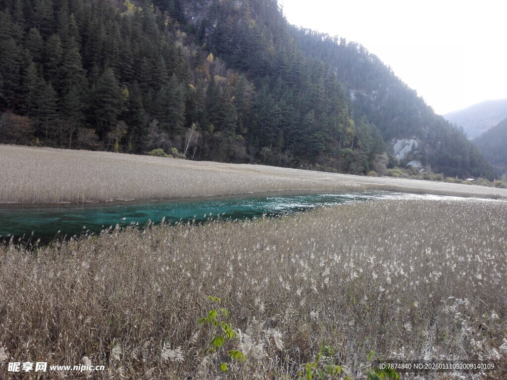 山间湖畔枯苇与绿水景色