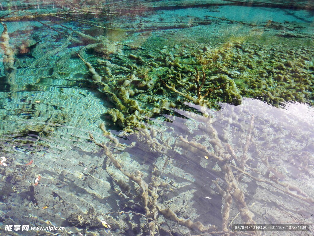 清澈水底的翠绿植物景观