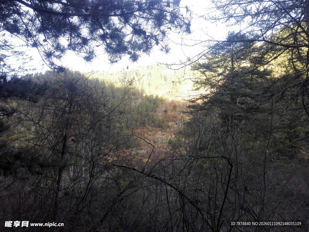 林间光影下的茂密树林