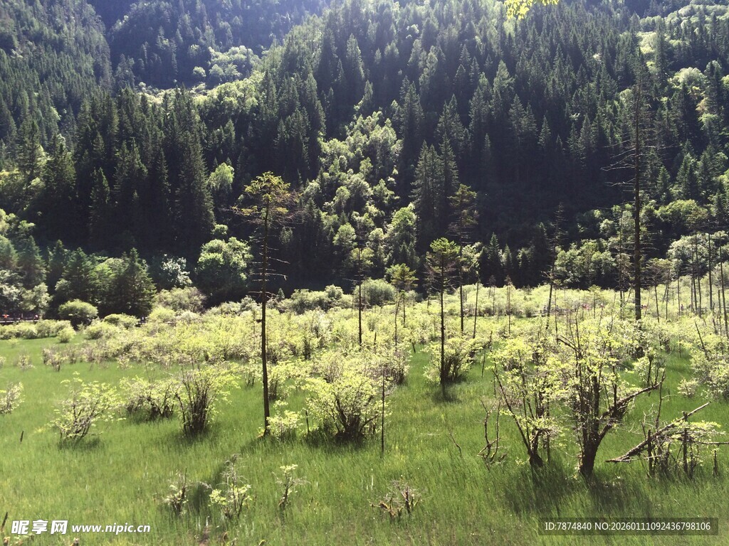 山间绿意盎然的果园风景