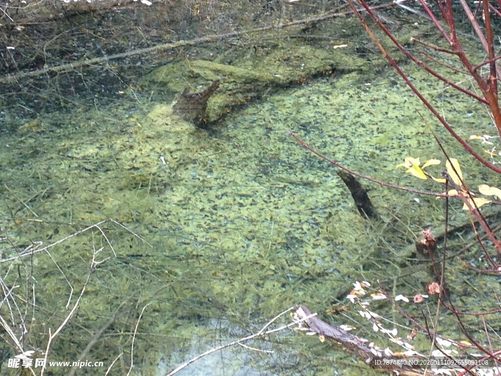 池塘中的绿植与动物