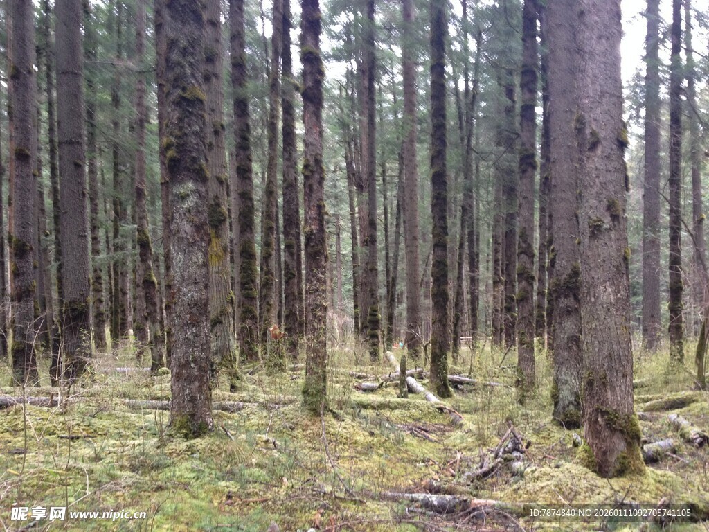 静谧森林中的枯木与草地
