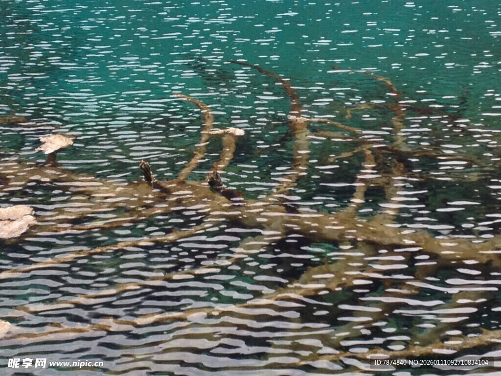 水中枯枝与波光粼粼景象