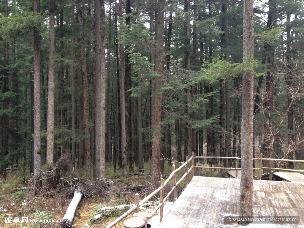 林间木栈道 静谧自然景