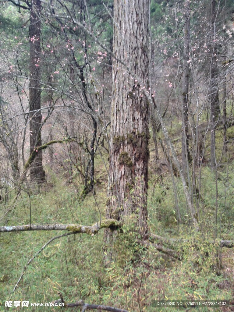 森林中的树木与草地景观