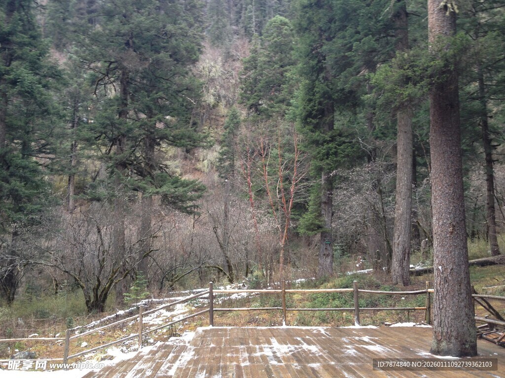 冬日林间木栈道景观