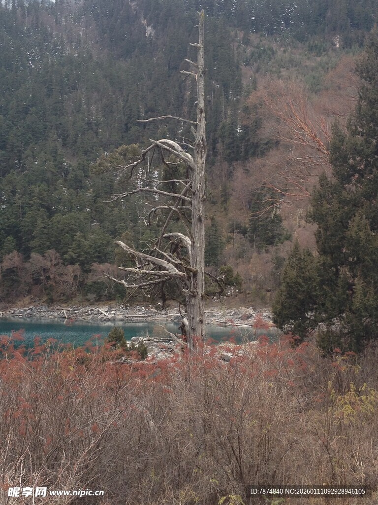荒野枯树旁的静谧水域