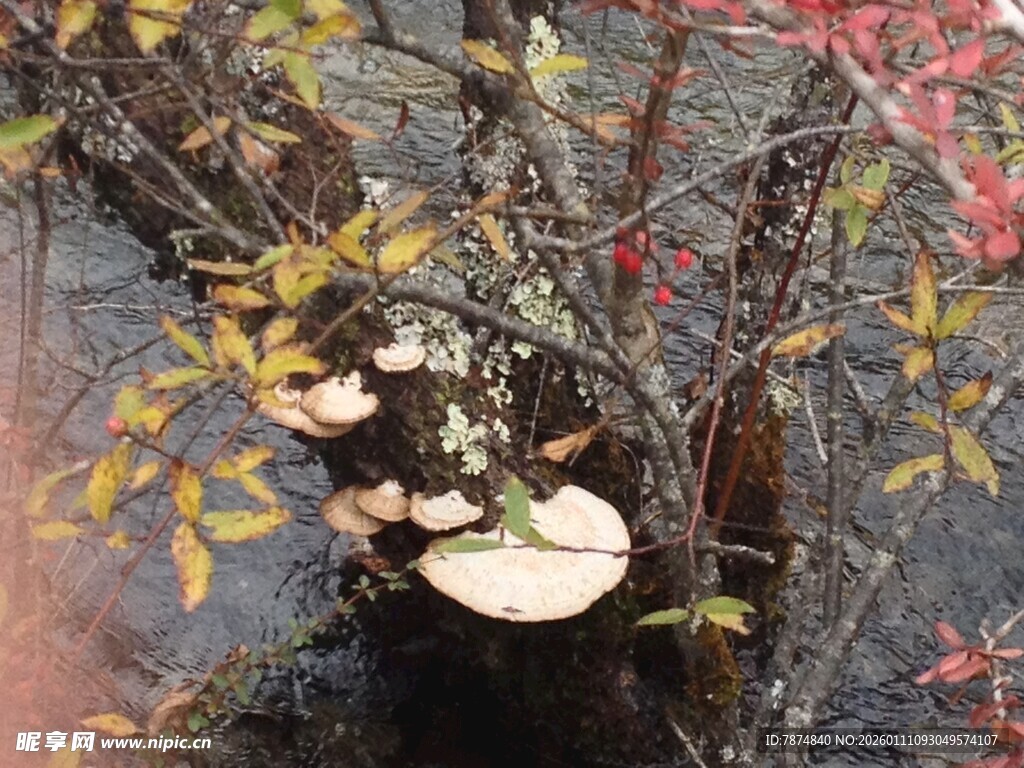 树干上生长的两朵白色蘑菇