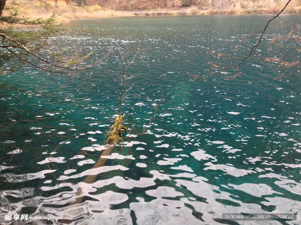清澈蓝湖中的水中植物