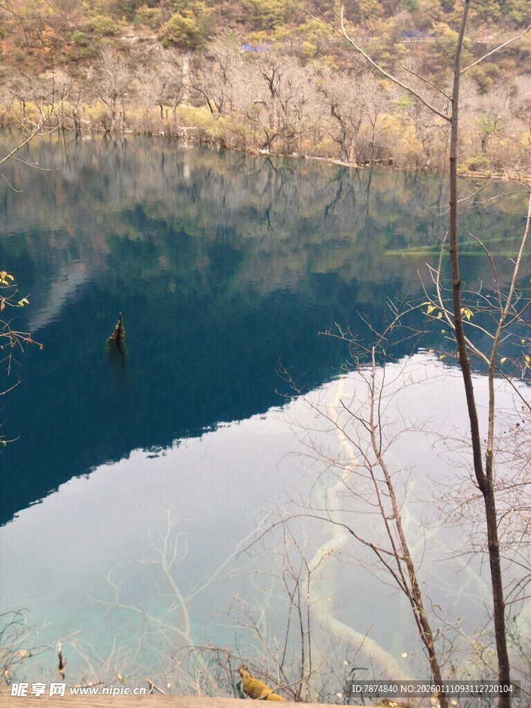 静谧湖水与岸边枯木