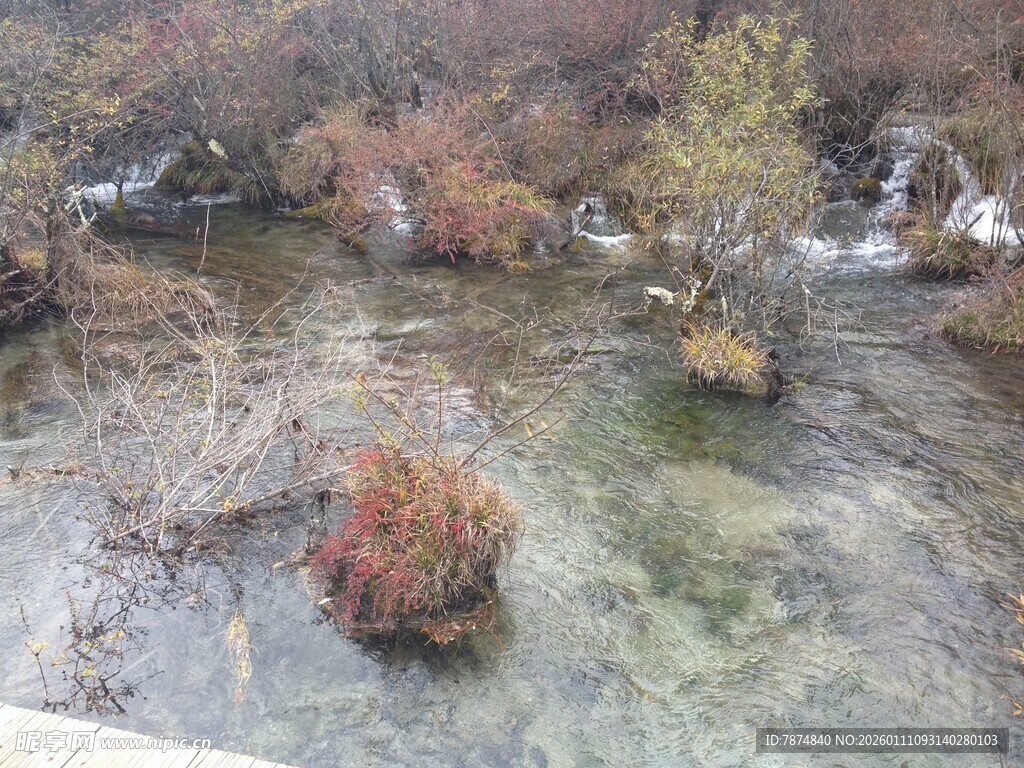 清澈水域中的水生植物景观