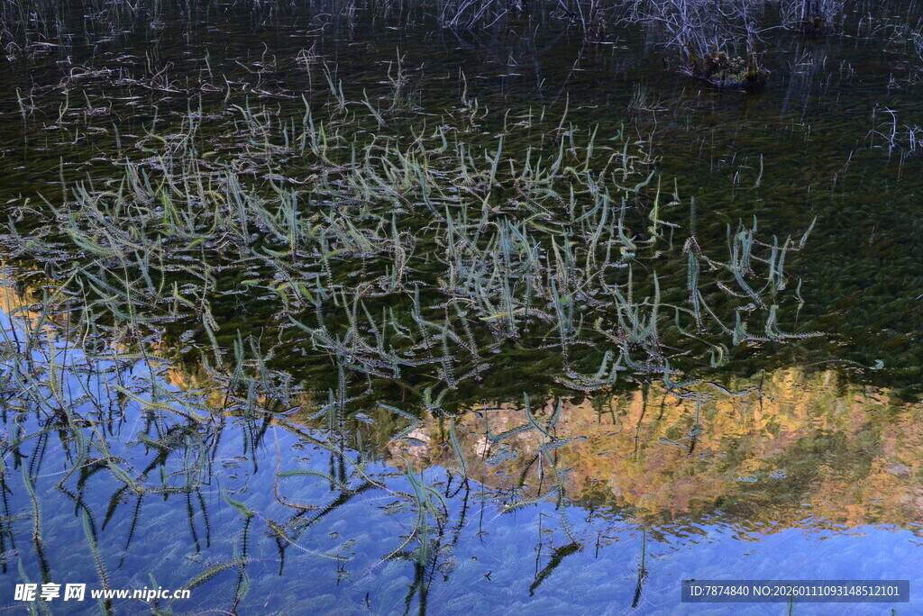 冬日水边枯草景观