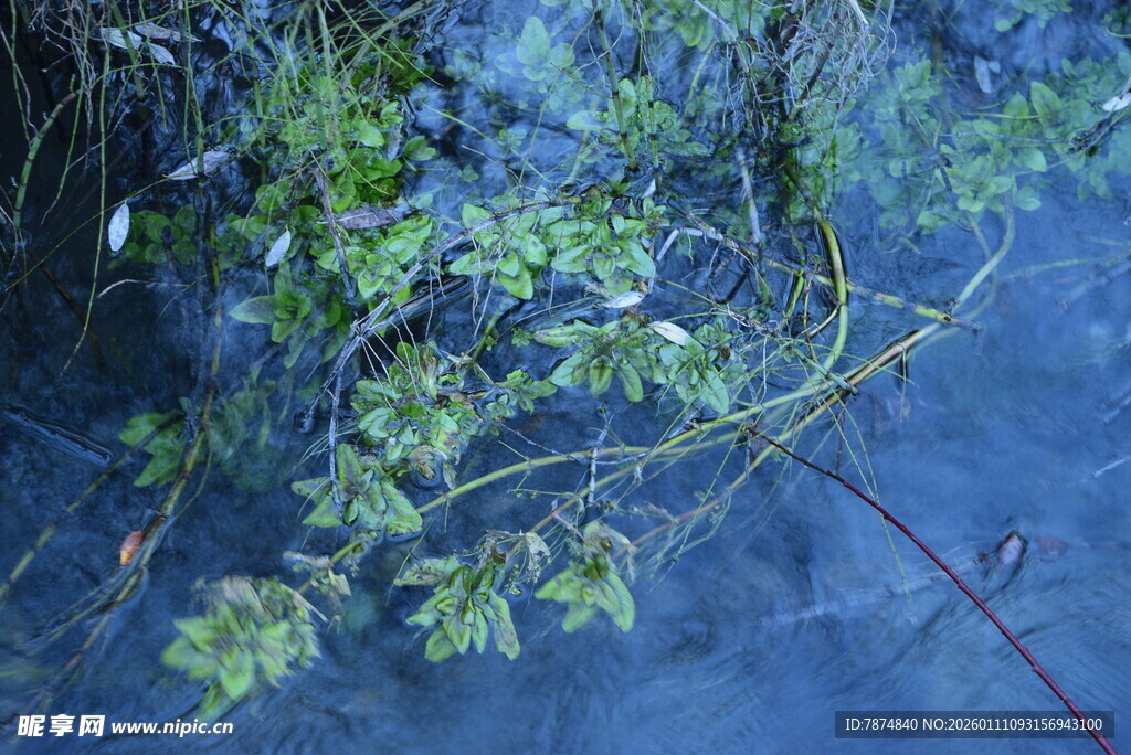 水下绿植景观