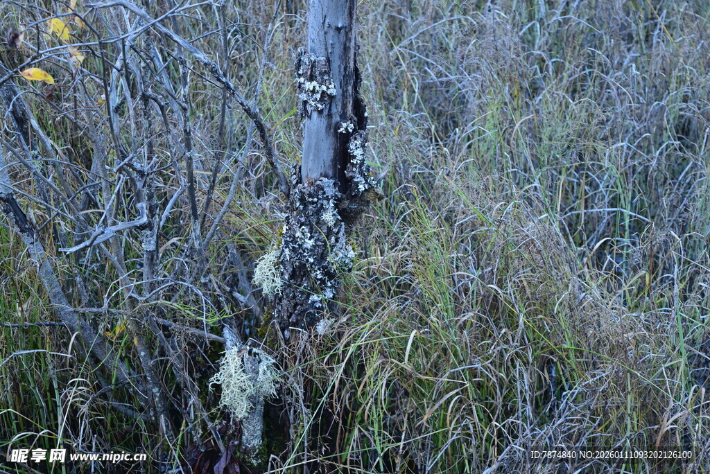 林间枯树与繁茂植被