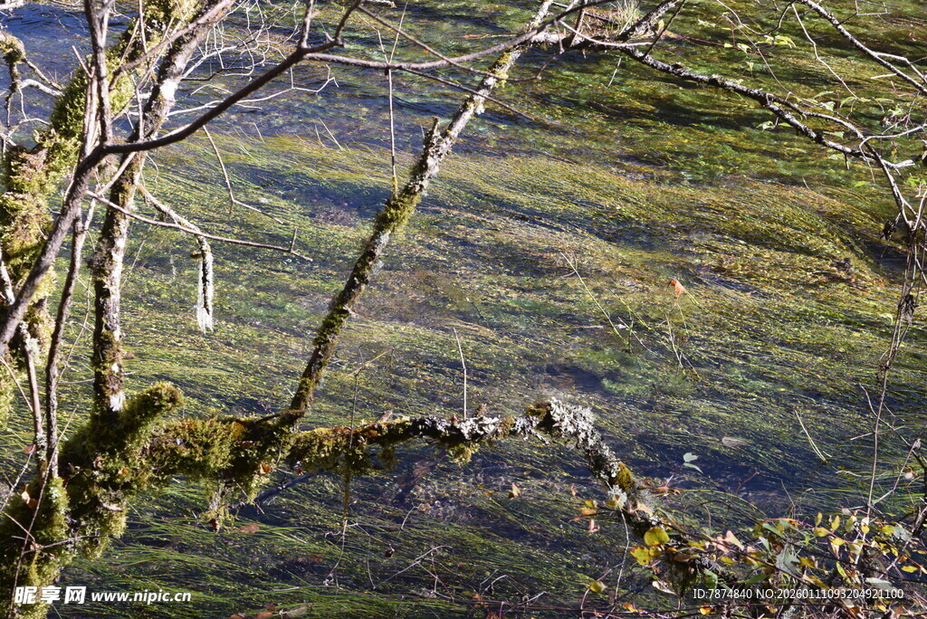 山间景致 树影与草地交织
